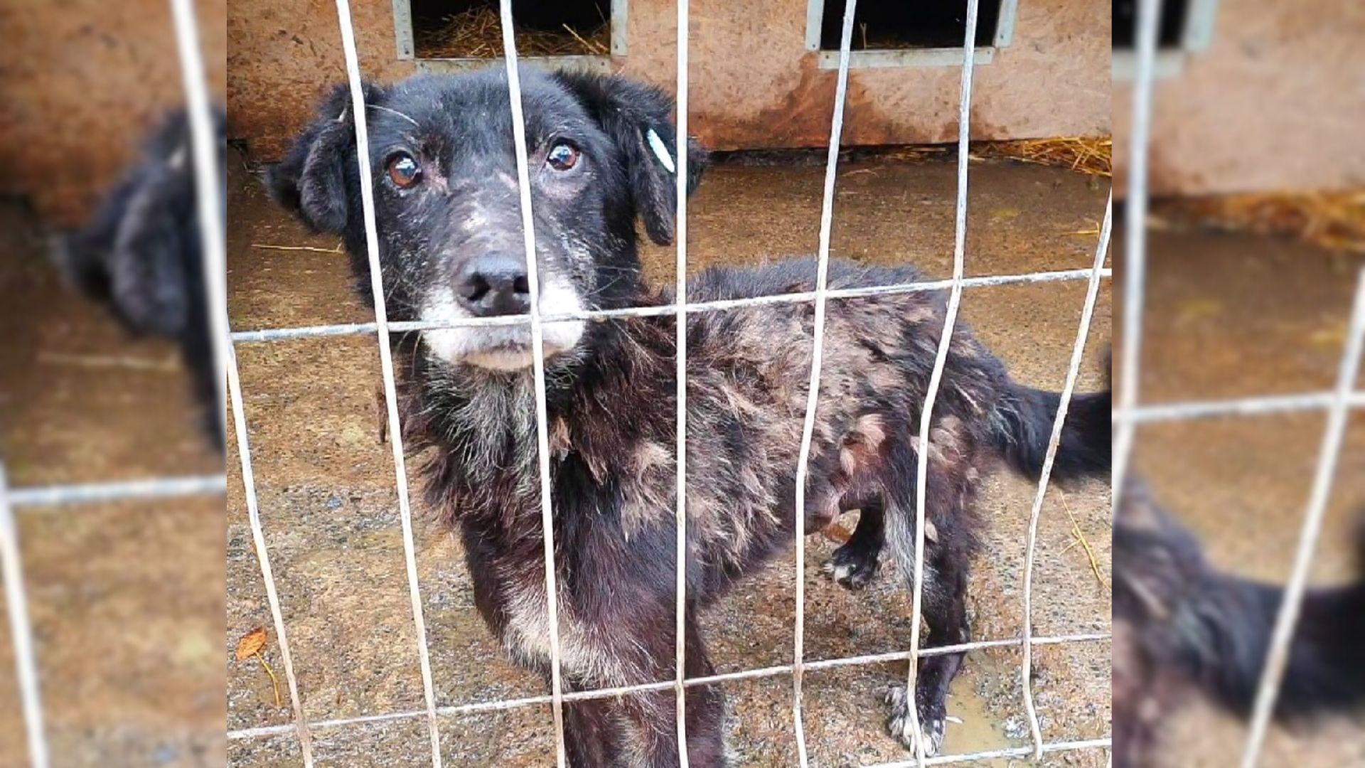 This Shelter Dog Never Had A Name Before, Now He Hopes To Find A Family Who’ll Show Him Love