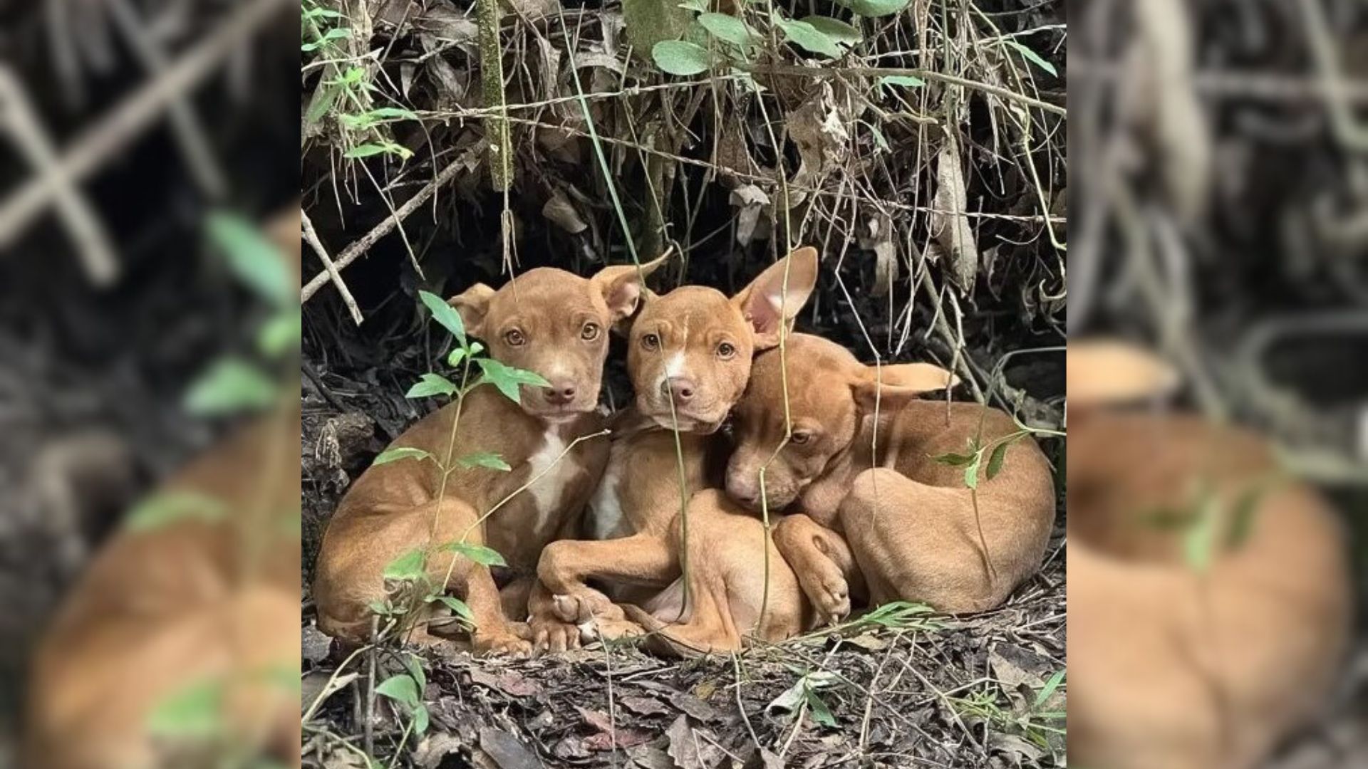 Rescuers Couldn’t Believe When They Found 3 Small Puppies Abandoned In A Forest