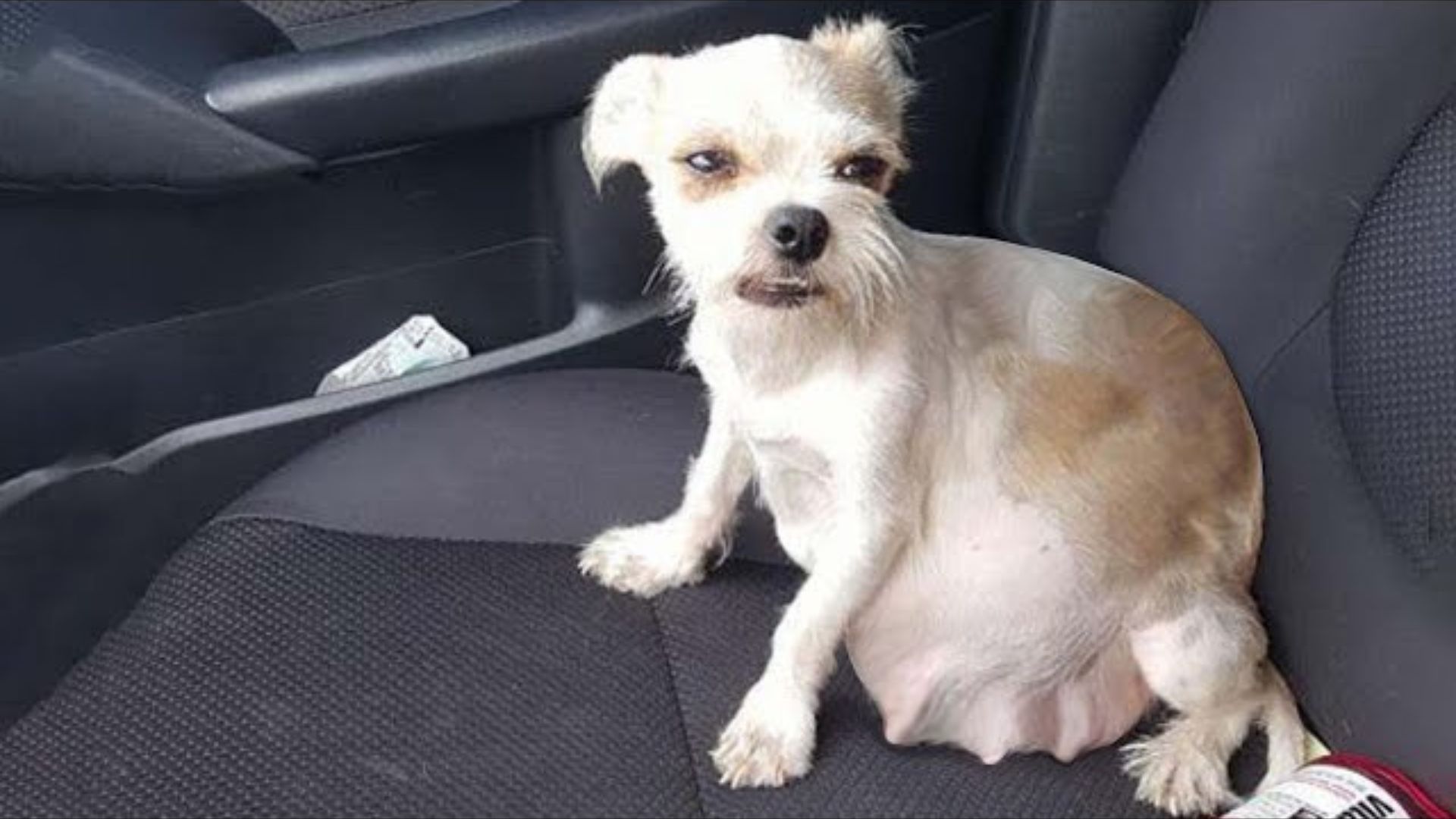 Rescuers Found An Abandoned Dog On The Street And Then Realized A She Has A Sweet Surprise