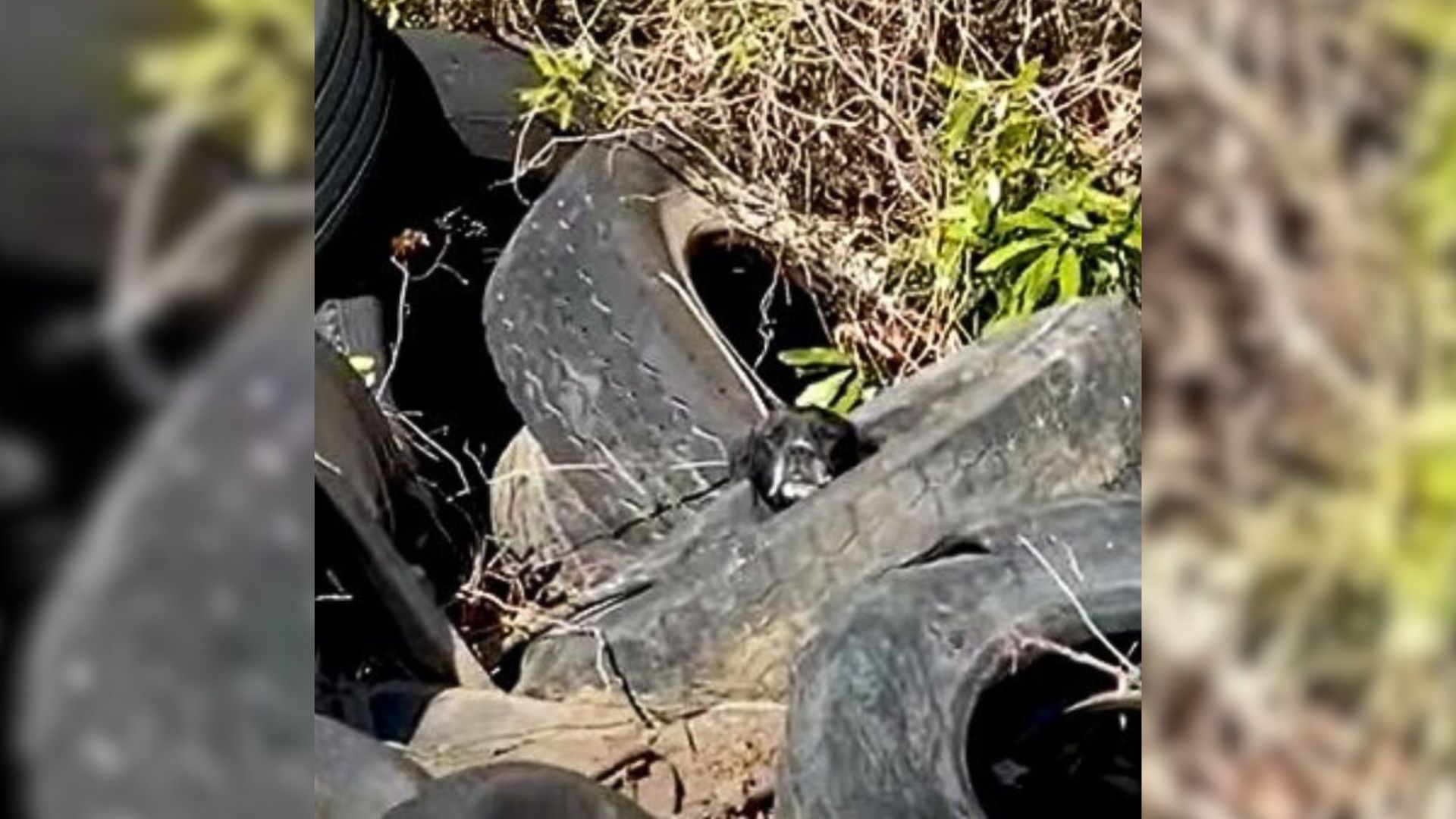 Truck Drivers Discovers A Heartbreaking Surprise Left In A Pile Of Tires