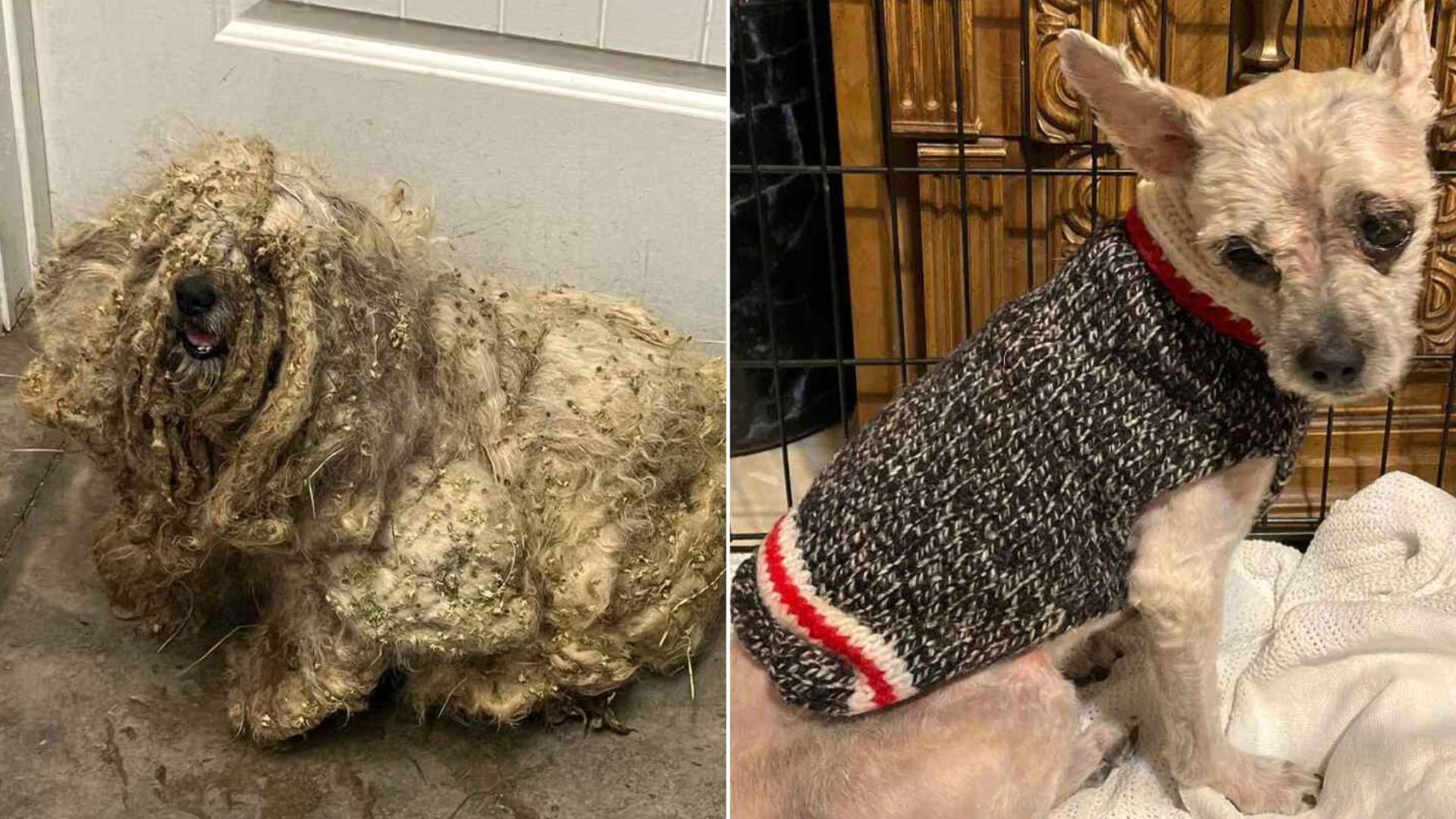 Witness This Matted Dog Undergo An Incredible Transformation After A Grooming Session