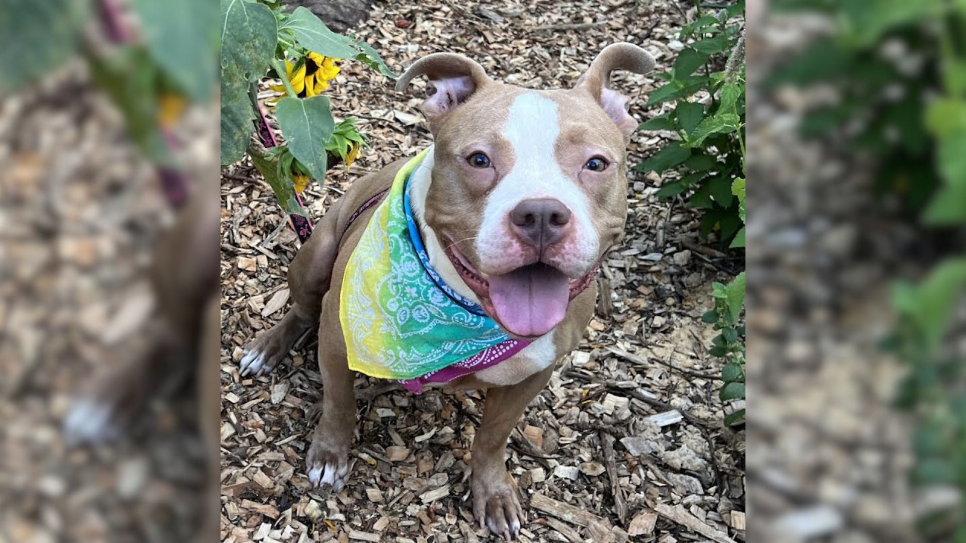 Woman Heartbroken As She Finds Abandoned Dog Tied To A Fence With Only A Blanket And Food