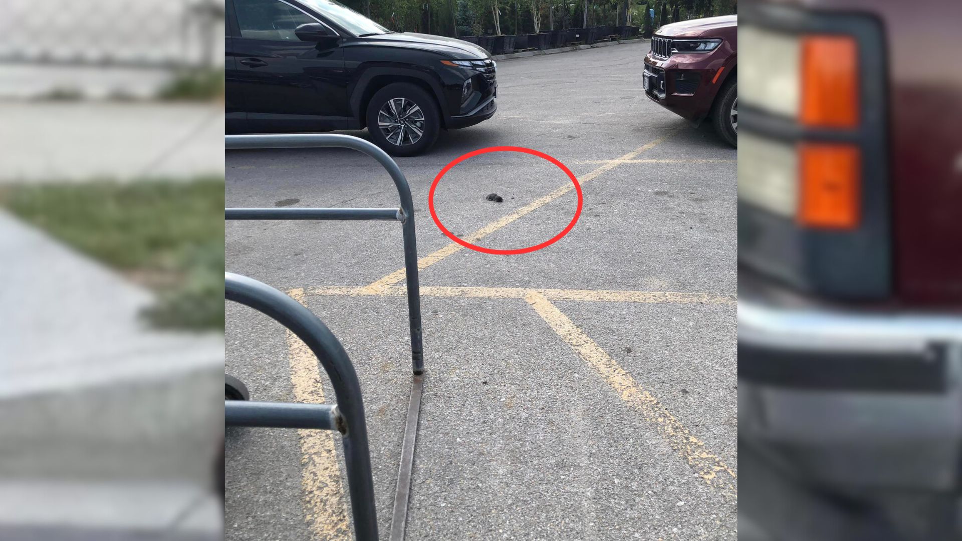 Woman Was Just Heading Home When She Spotted Something Strange In The Parking Lot