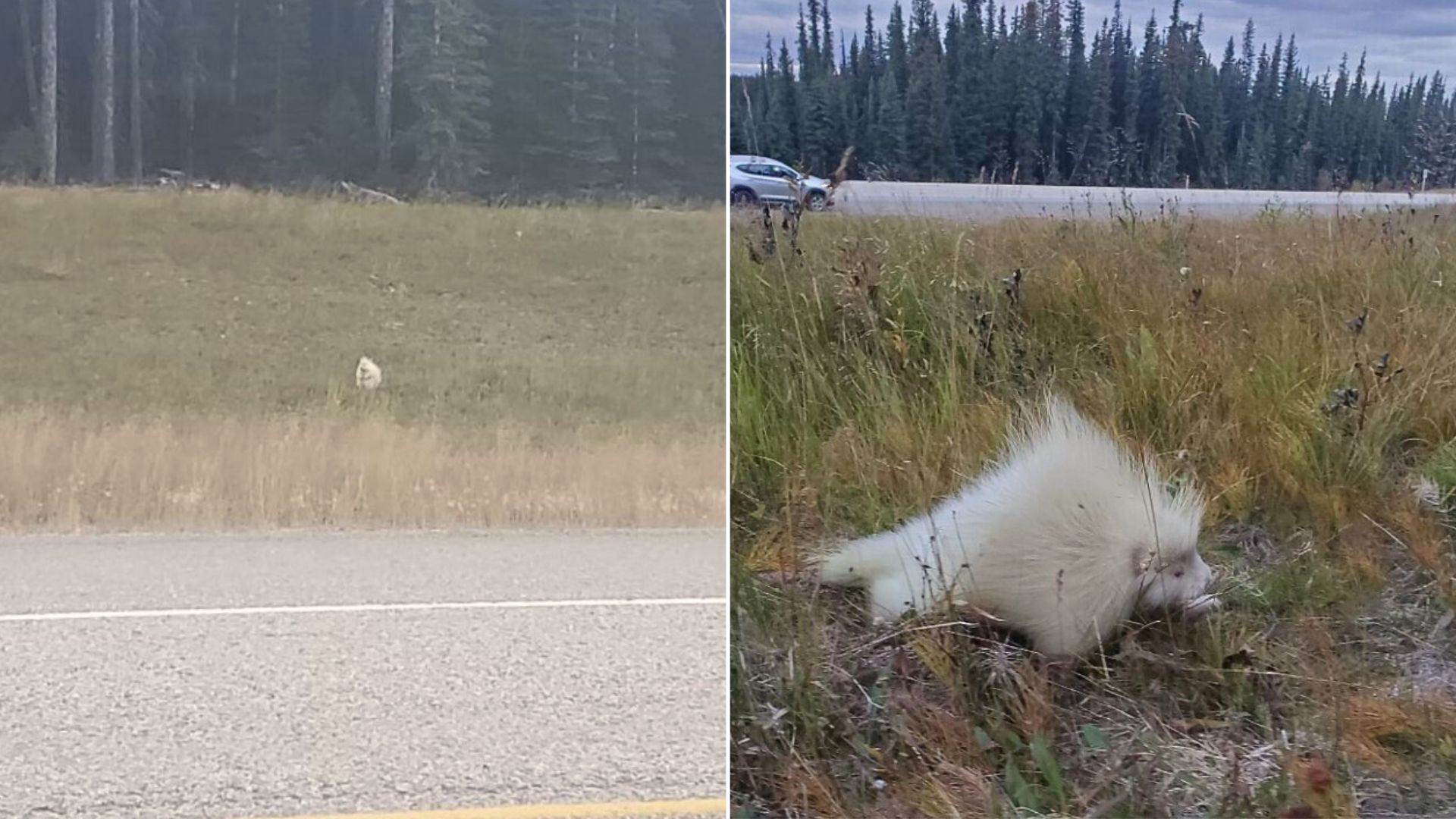 Woman Spots A Mysterious White Figure On The Side Of The Road And Decides To Take A Closer Look