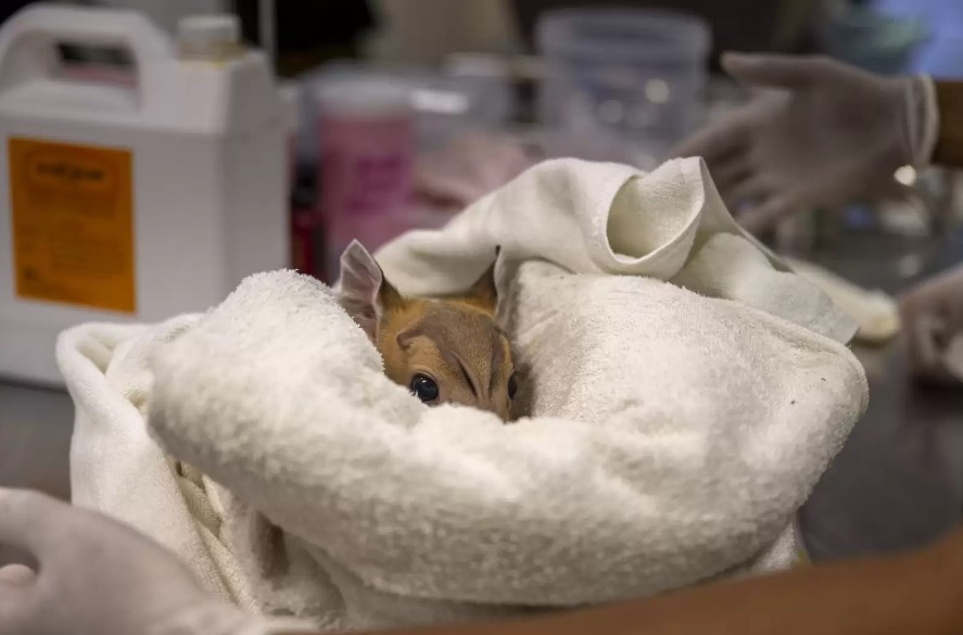 a fawn with big eyes wrapped in a white blanket