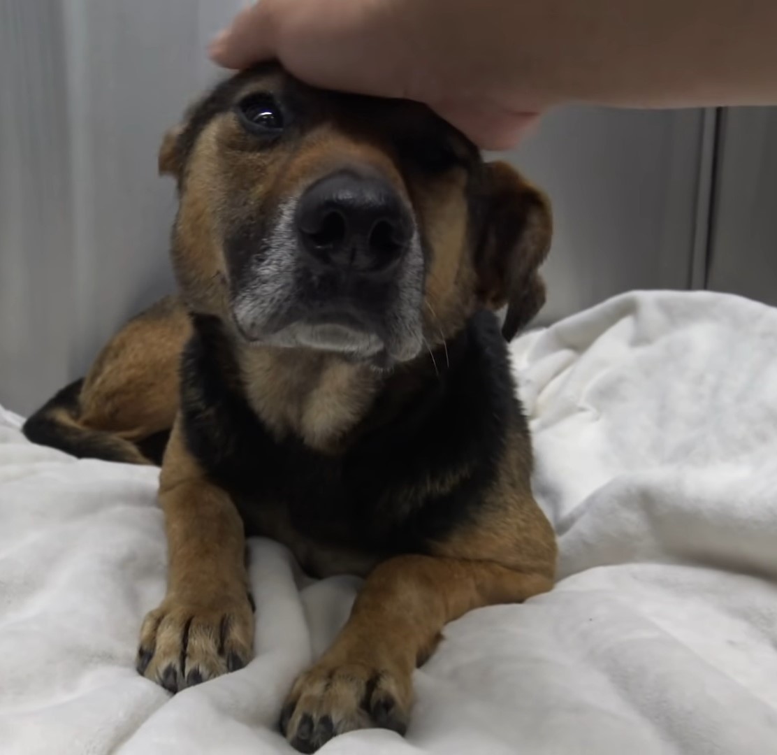 a man is petting a dog lying on a white bed sheet