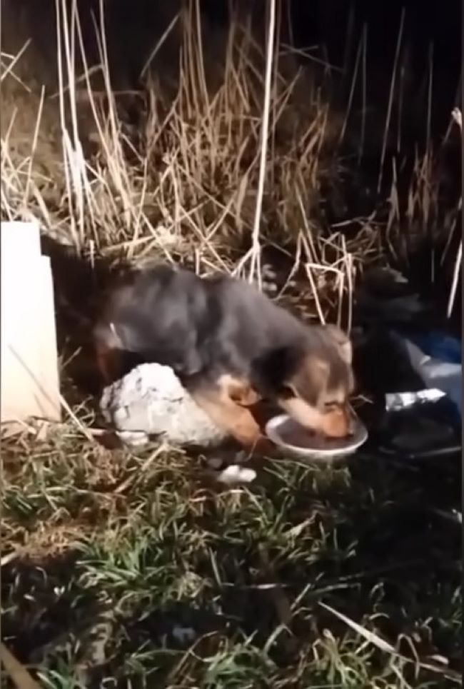 abandoned black puppy