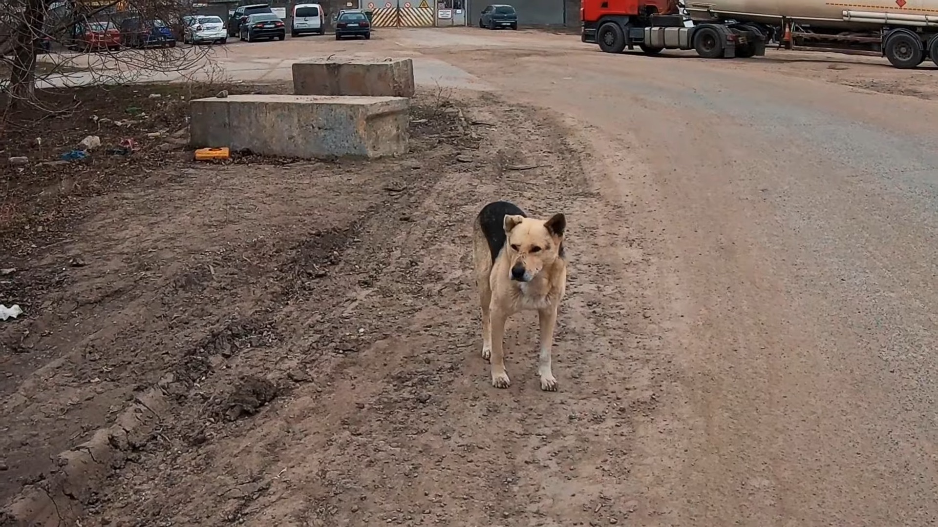 abandoned dog on the road