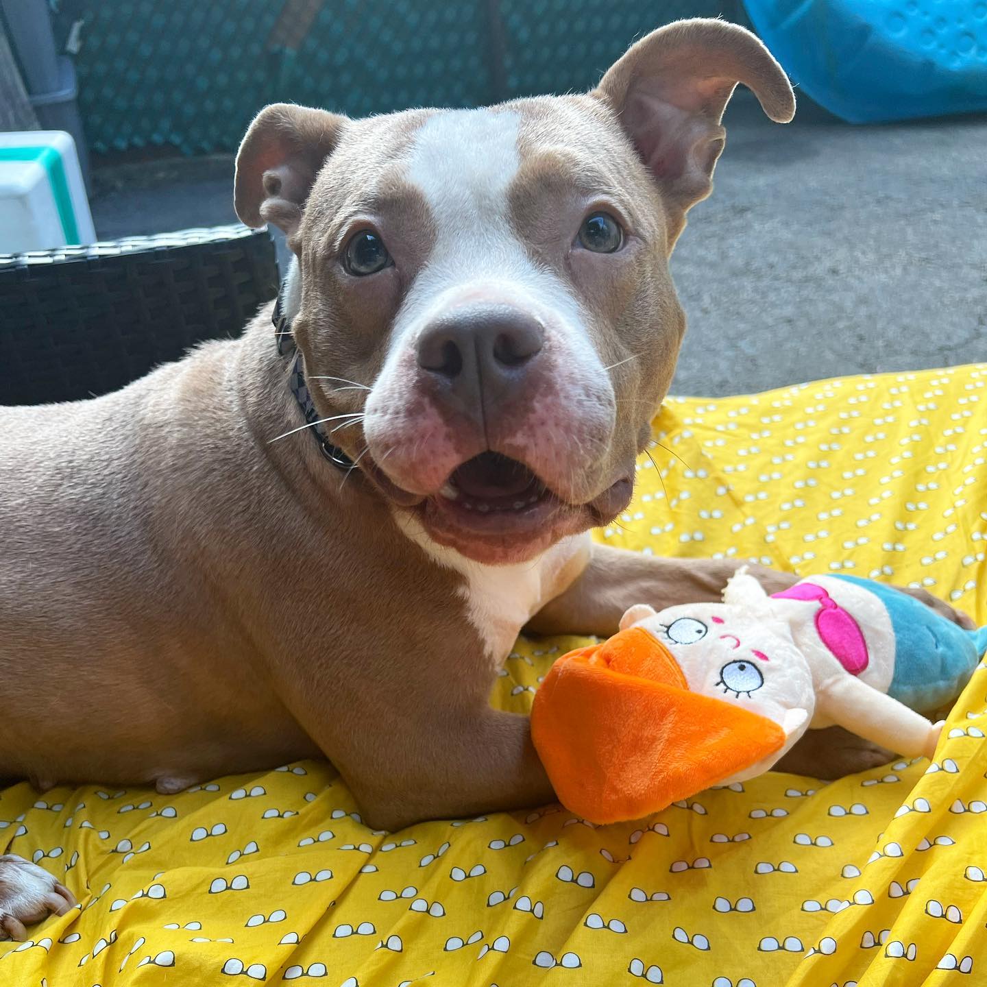 adorable dog holding a toy