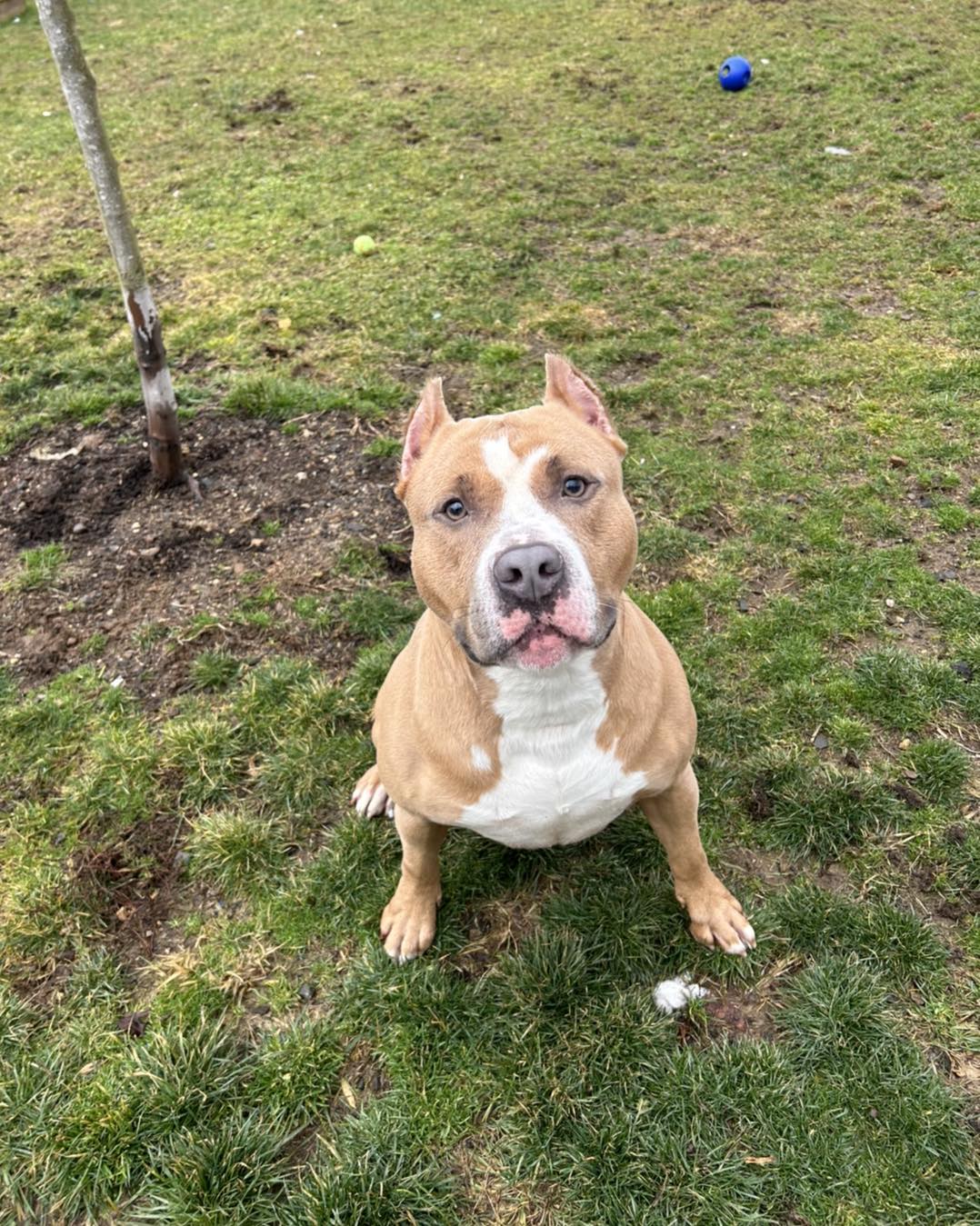 adorable dog standing on a grass