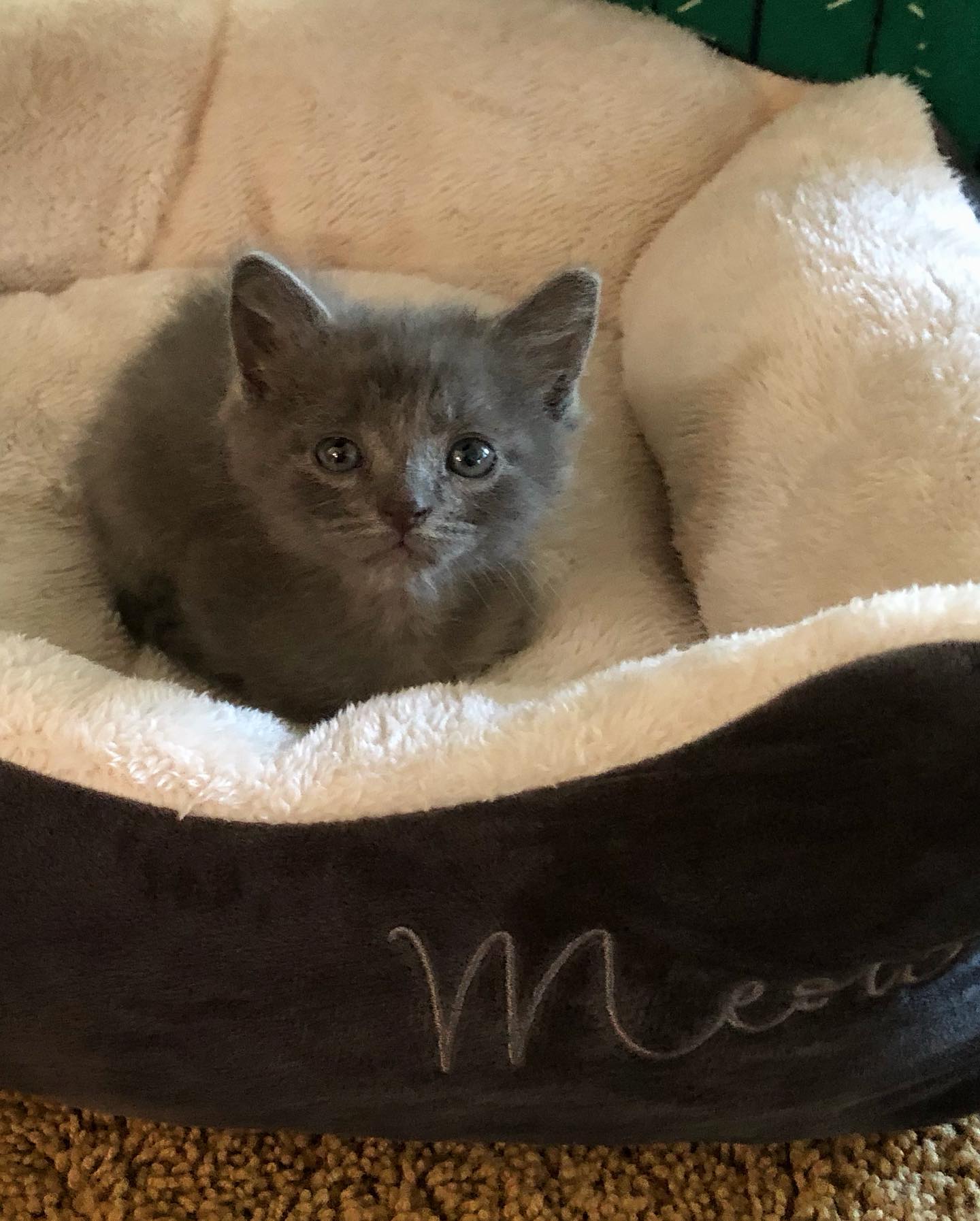 adorable kitten enjoying her cat bed