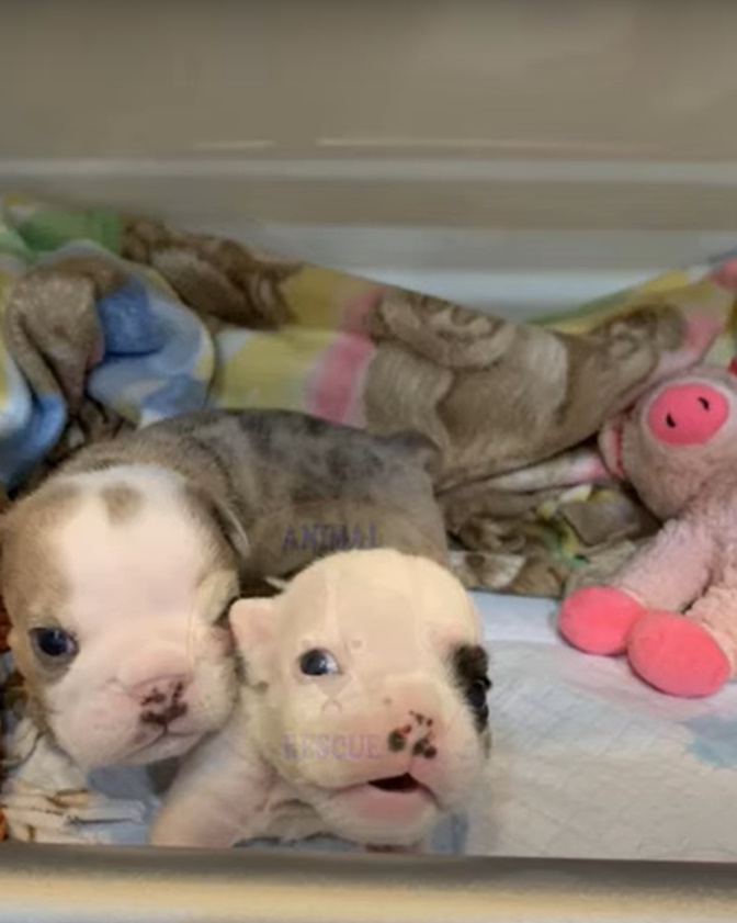 adorable puppies in bed