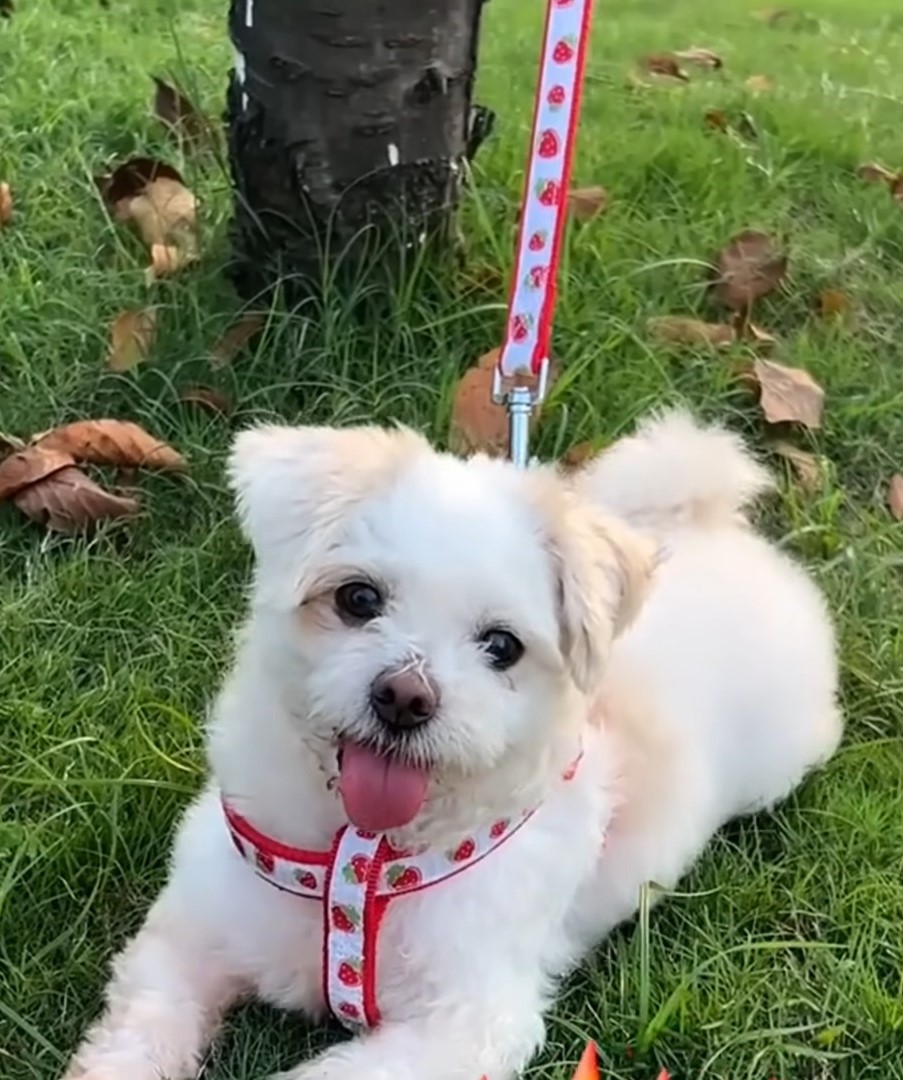 adorable puppy lying on grass