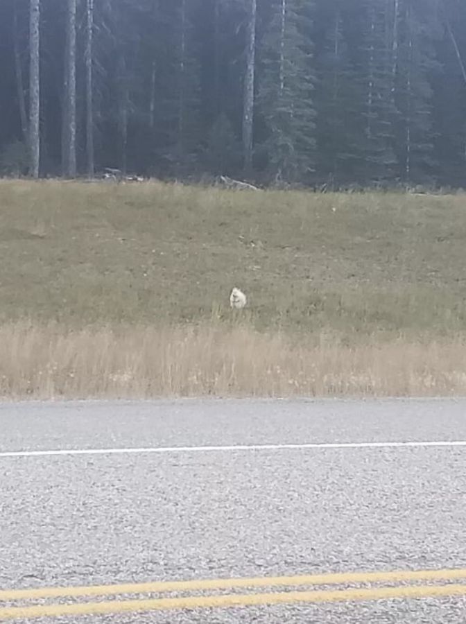 albino porcupine in distance