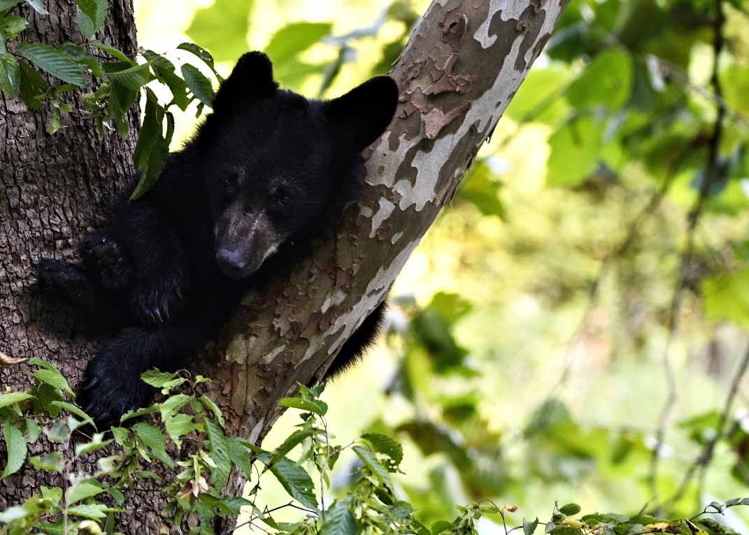 black animal in the tree