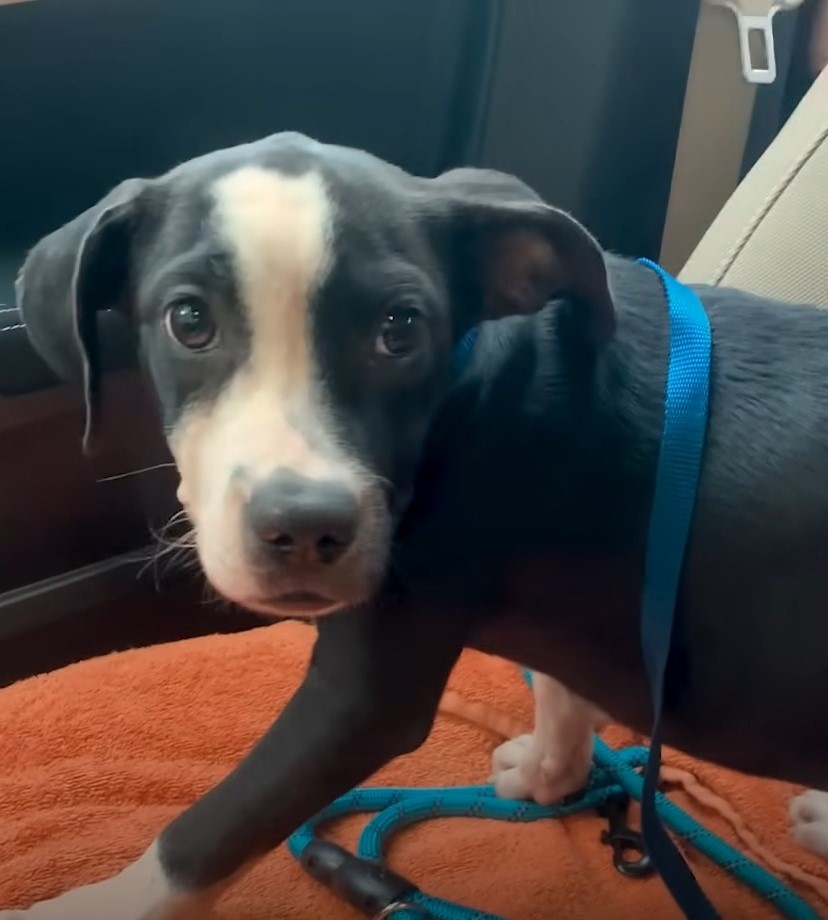 black dog with blue leash