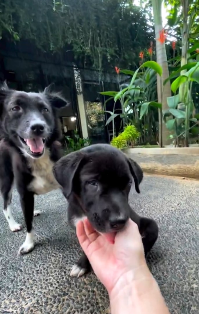 black puppy and black dog