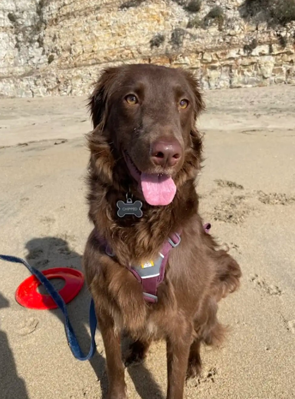 brown dog with tongue out