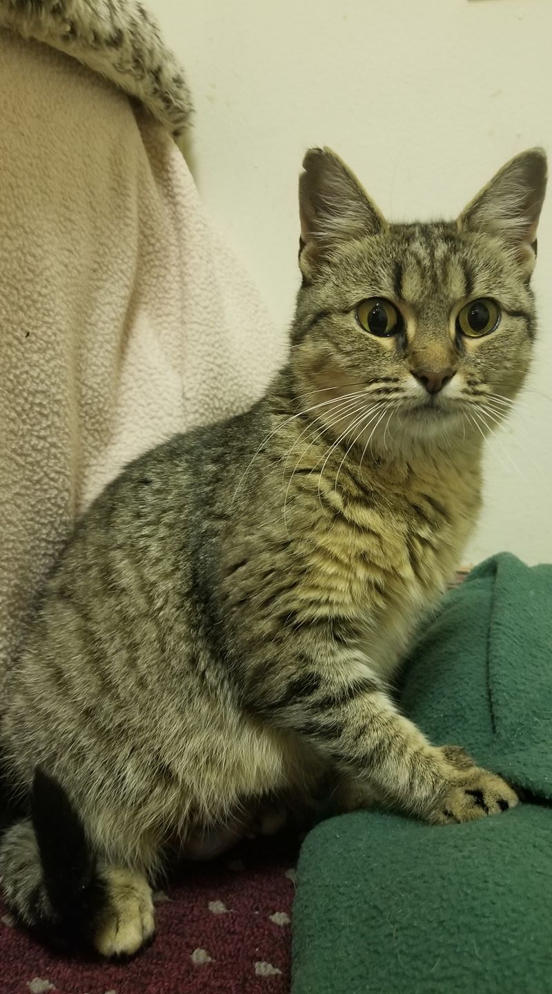 cat standing on the couch