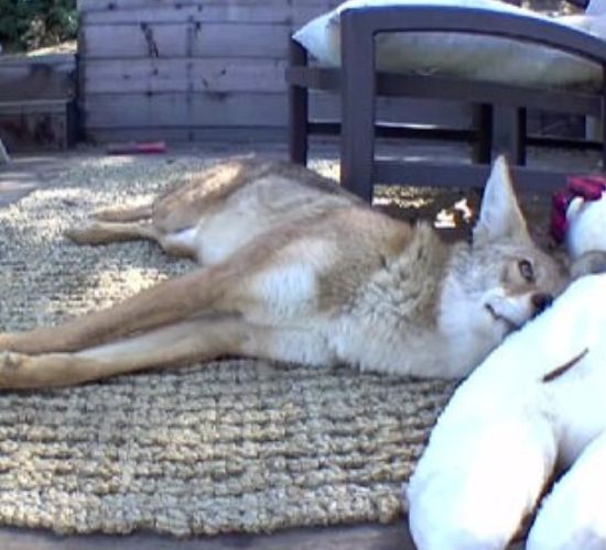 coyote lying on patio