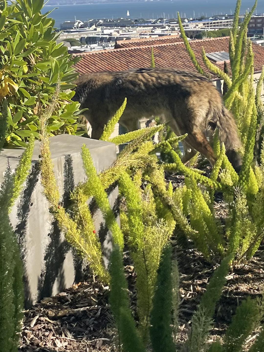 coyote walking away