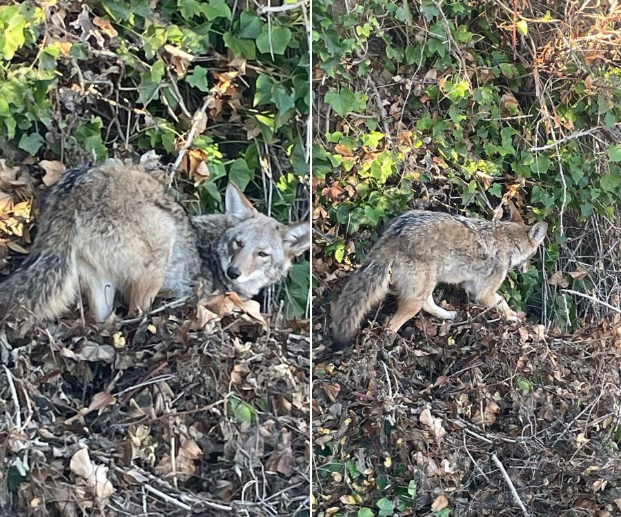 coyote walking on a fallen leaves