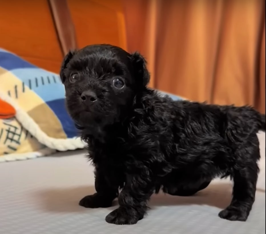 curly black puppy