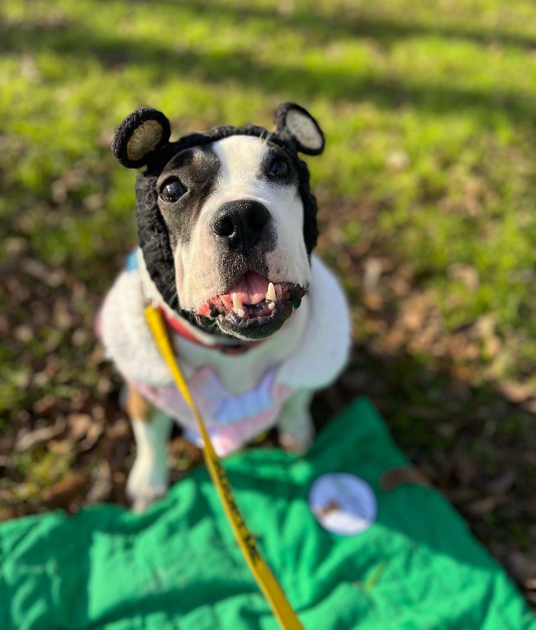 cute dog with hat