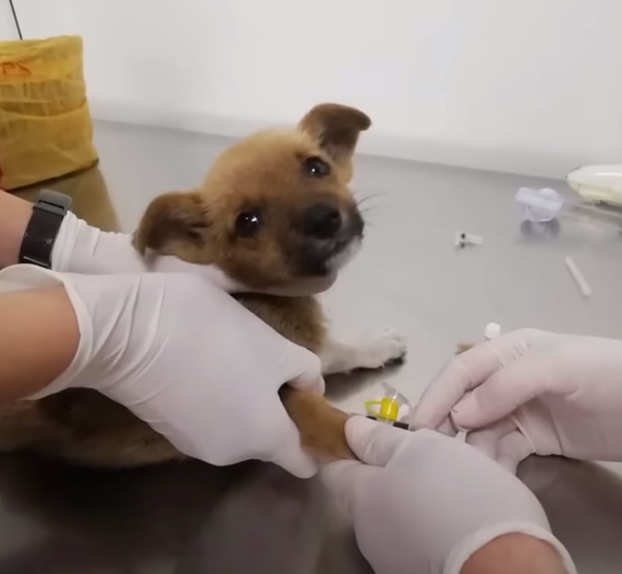 cute puppy at vets