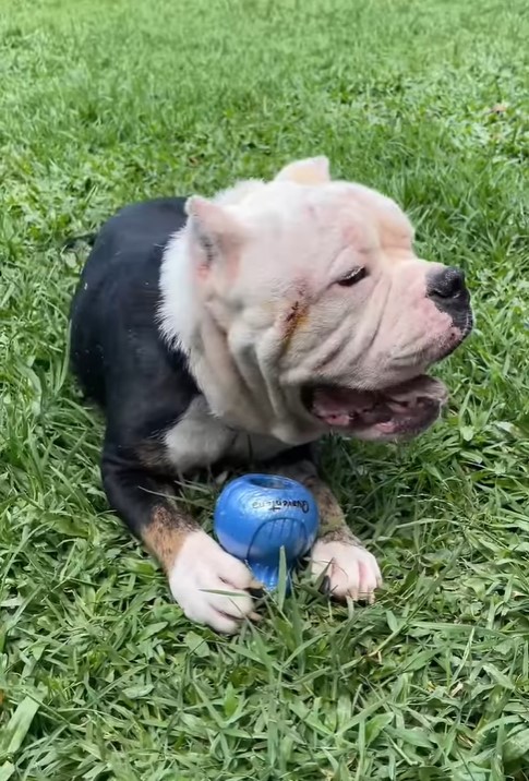 dog and ball