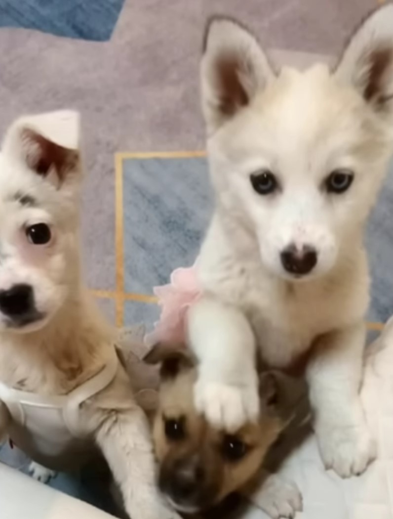 dog and two puppies