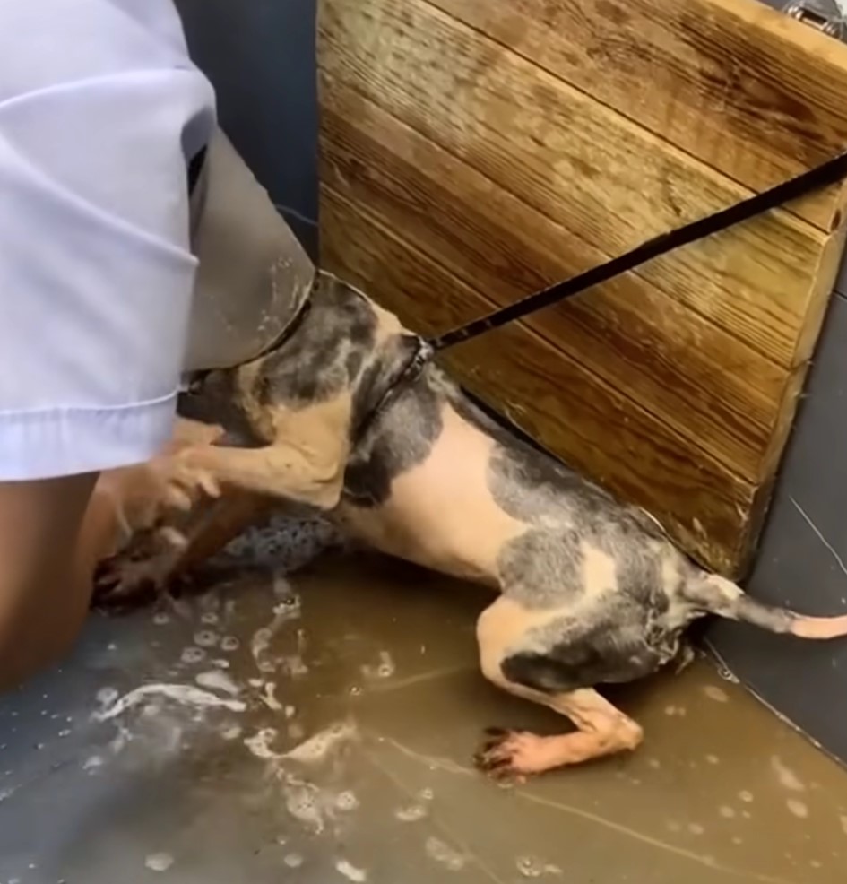 dog getting a bath