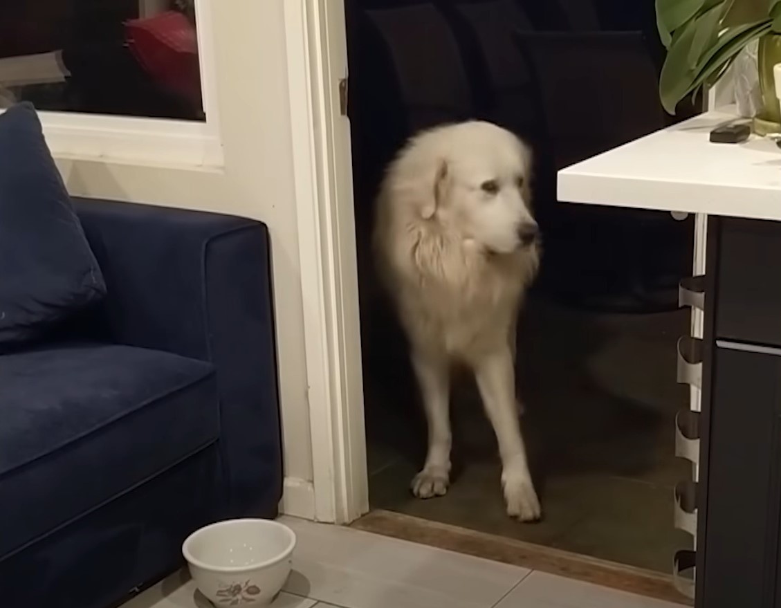 dog in living room