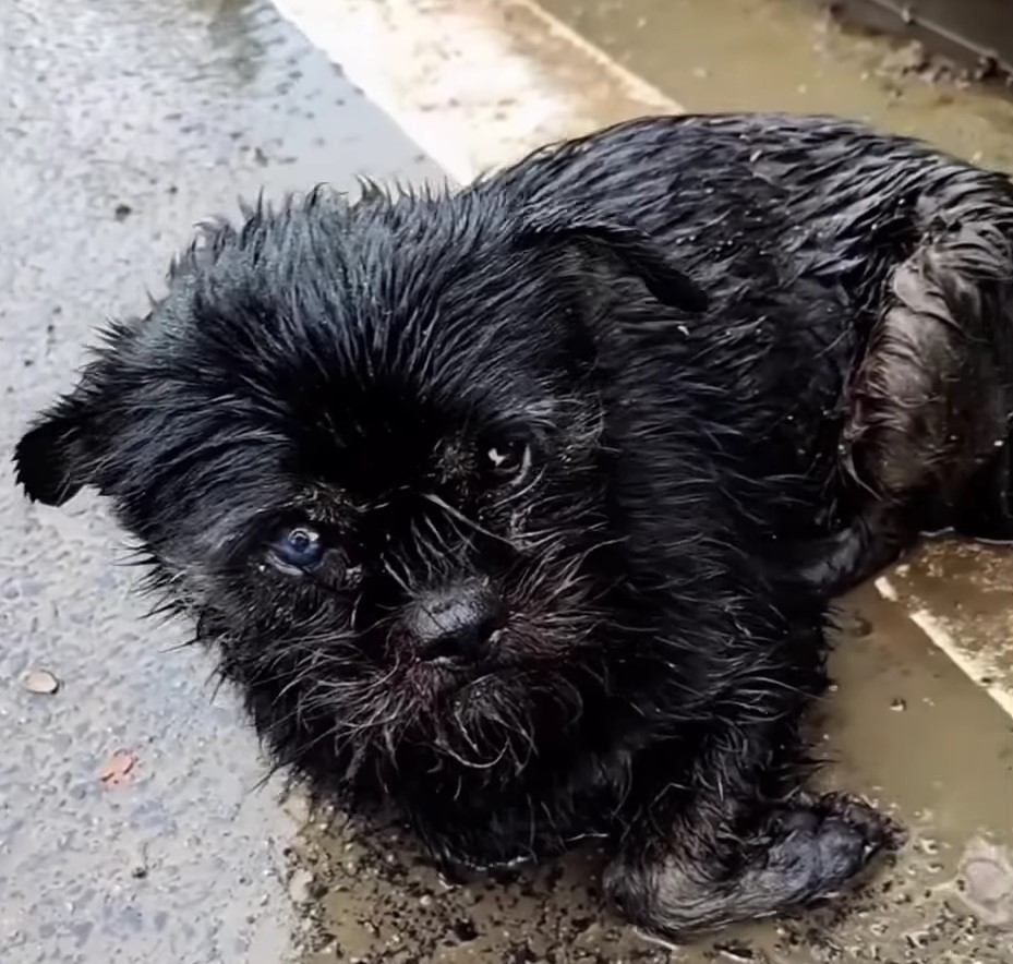 dog in the rain