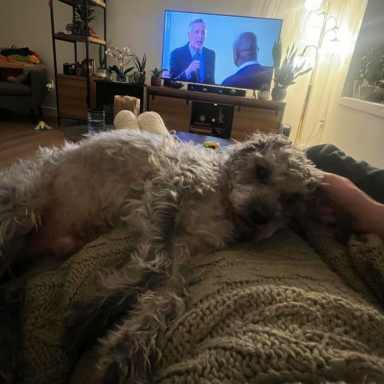 dog laying on a owner