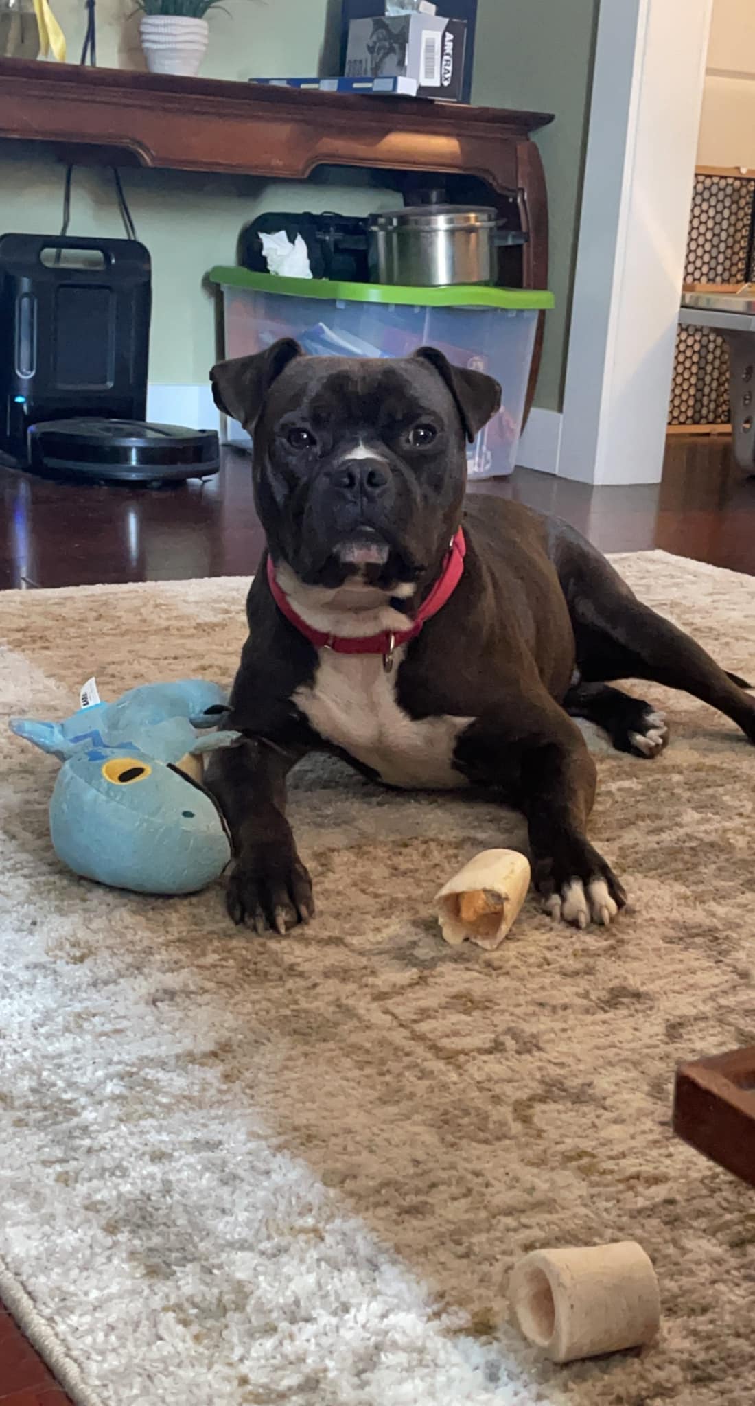 dog lying on the living room floor