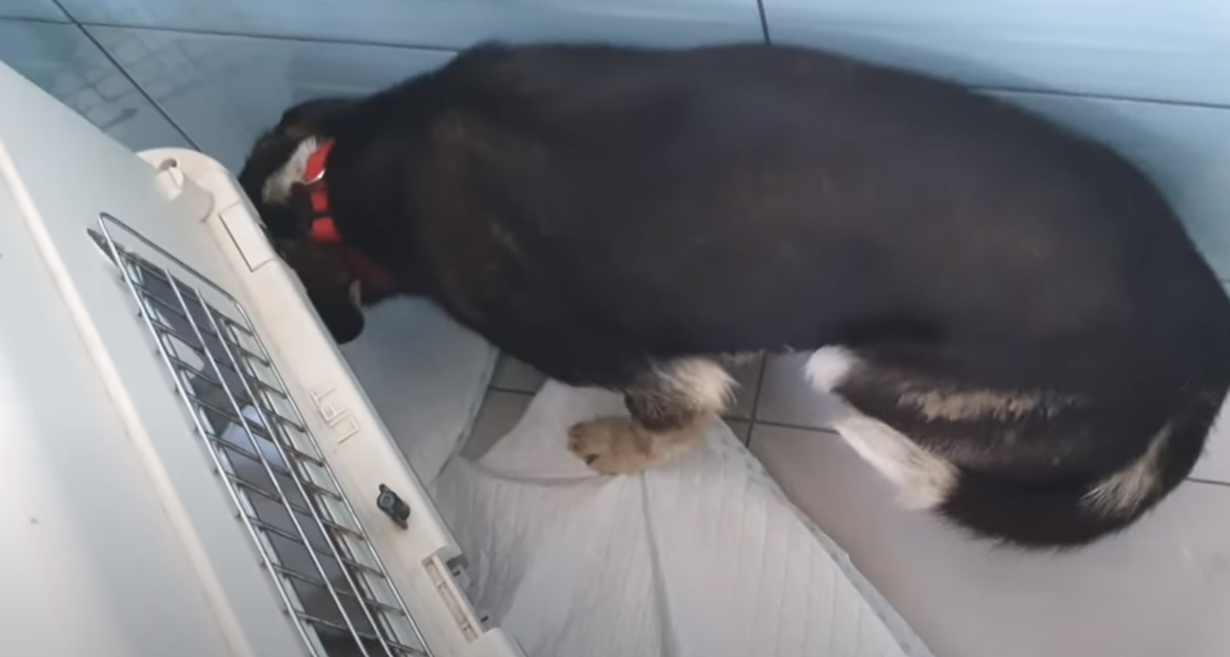 dog next to a kennel