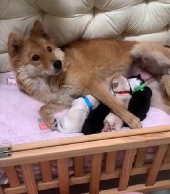 dog nursing puppies