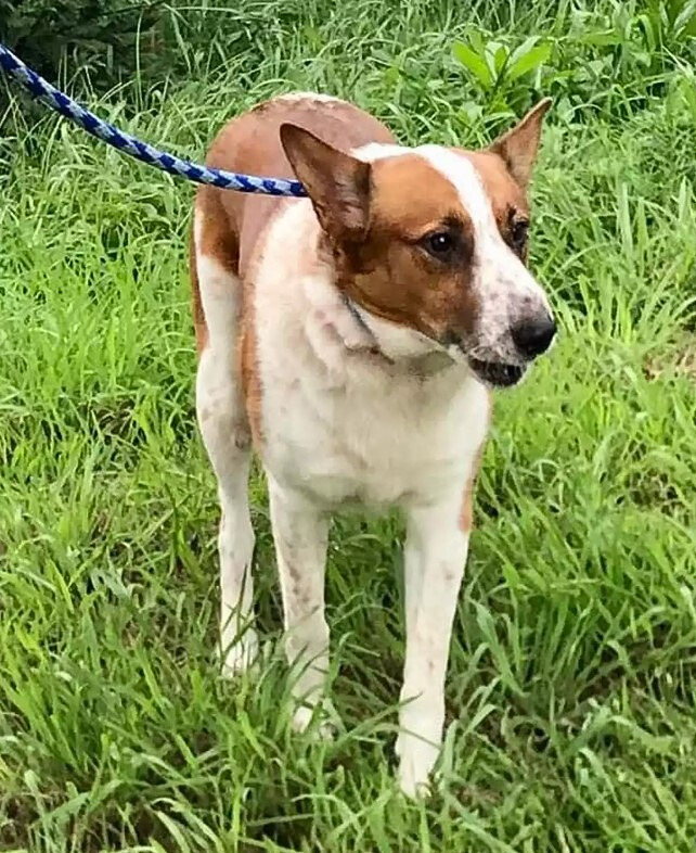 dog on a leash standing on grass