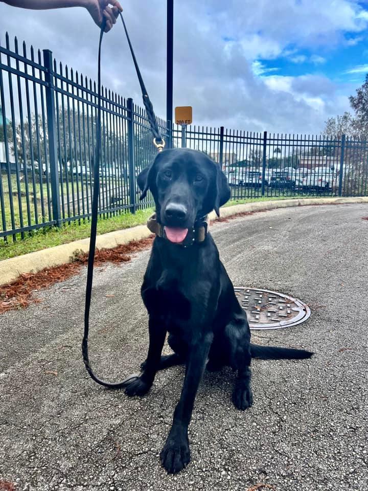 dog on florida