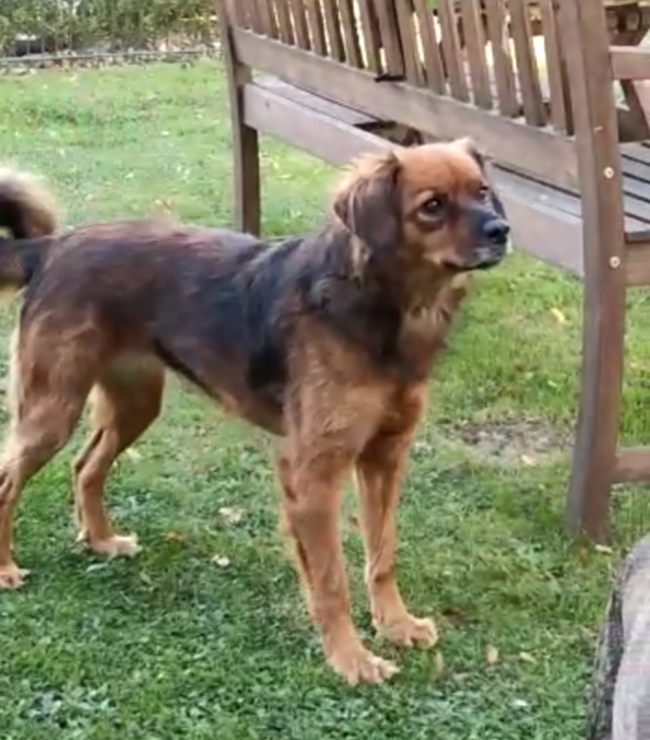 dog on grass next to a bench