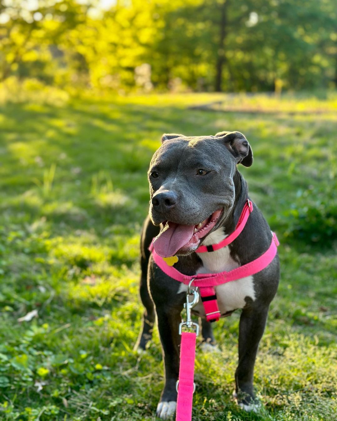 dog on green grass