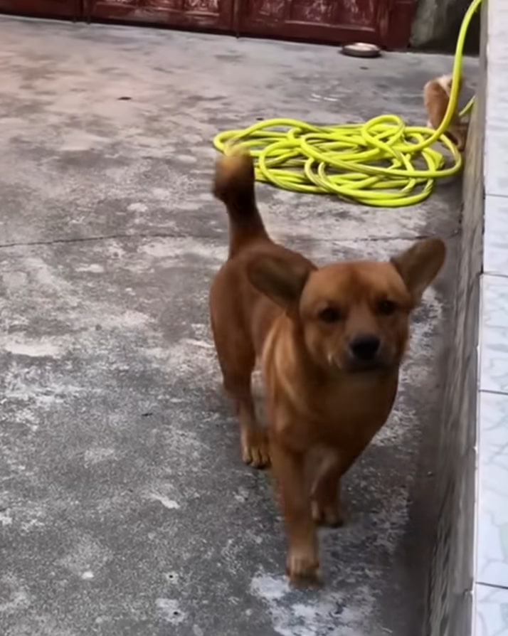 dog outside standing