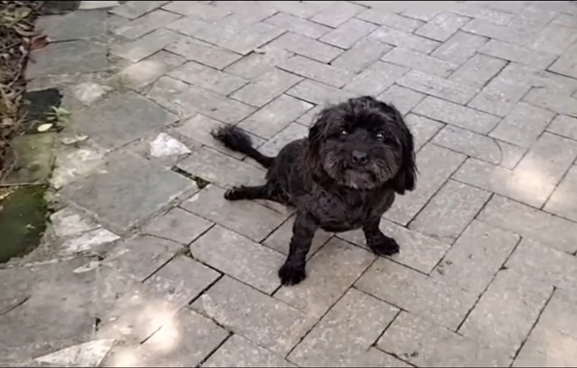 dog sitting on the floor outdoor