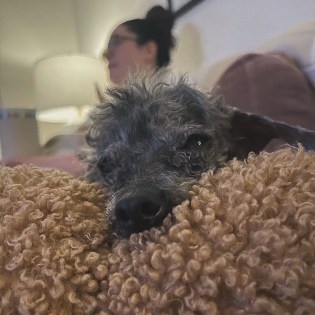 dog sleeping at new home