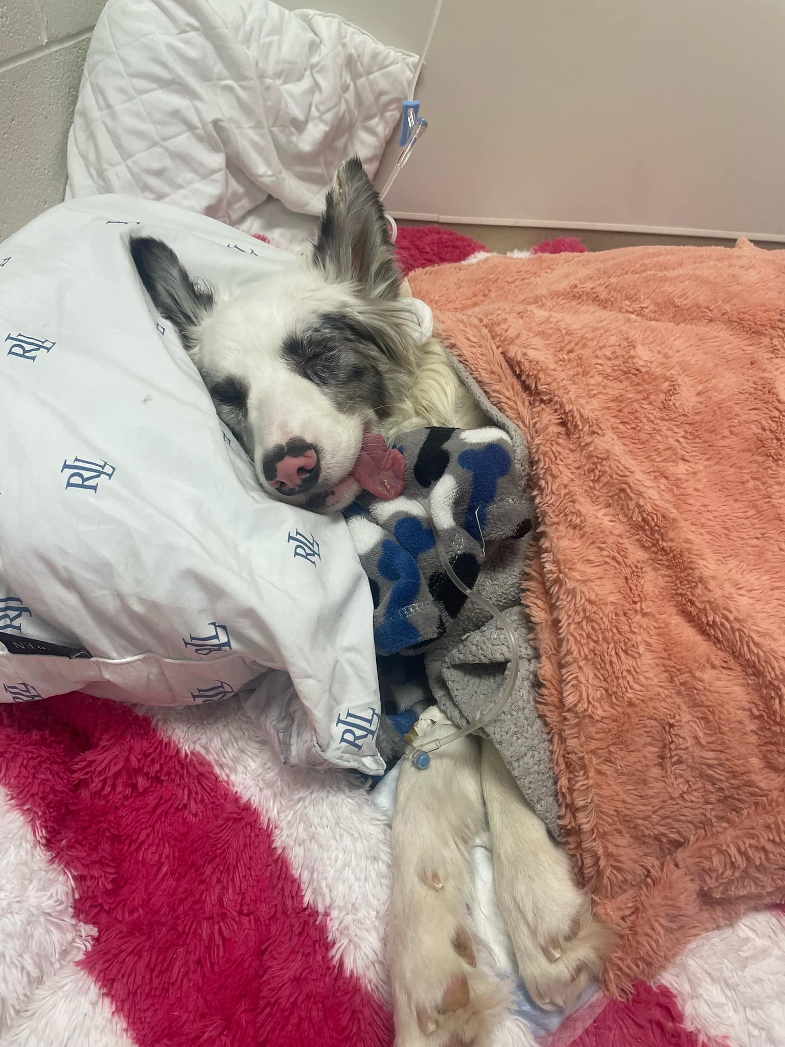 dog sleeping on a pillow