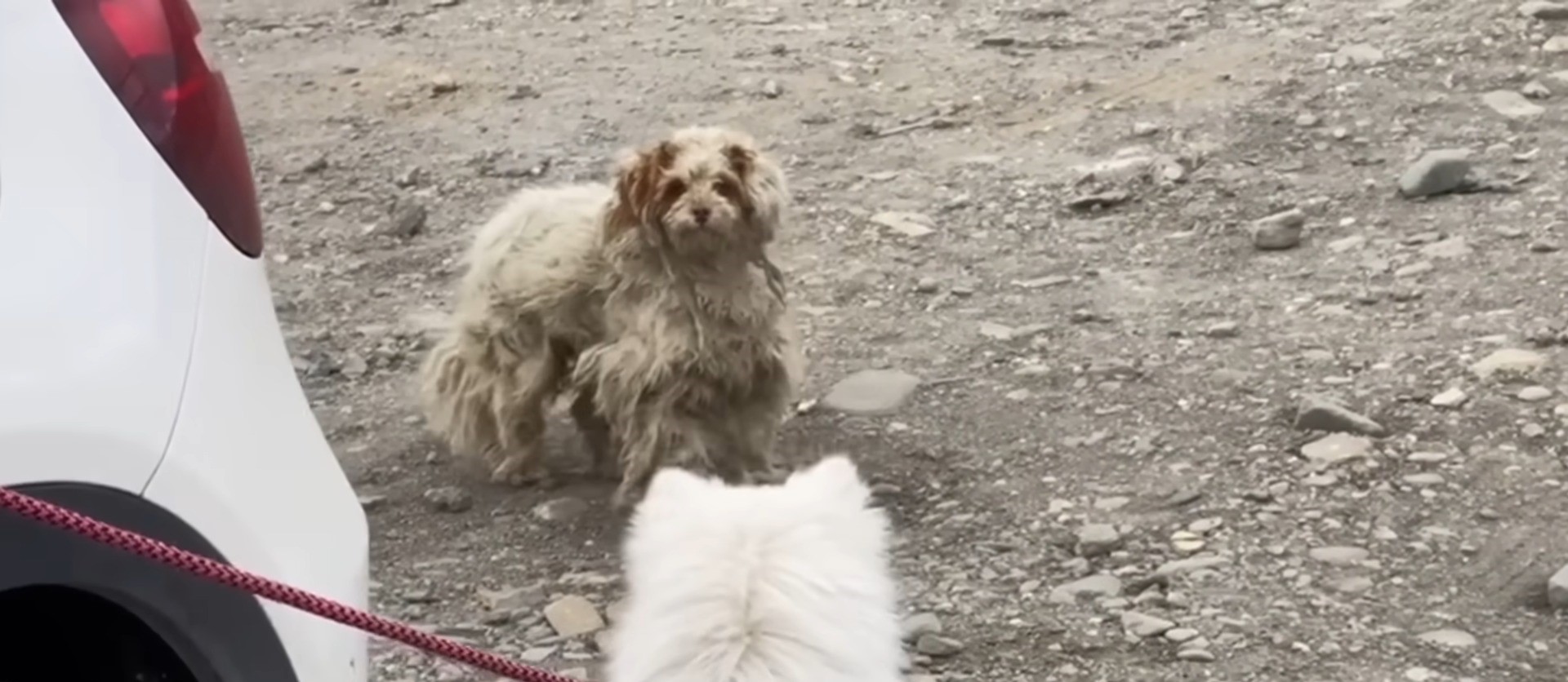 dog standing behind the car