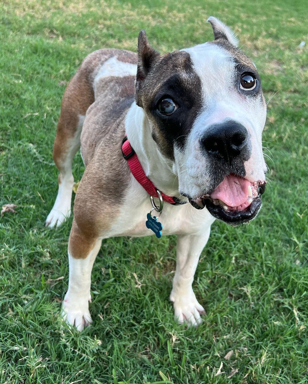 dog standing on the lawn