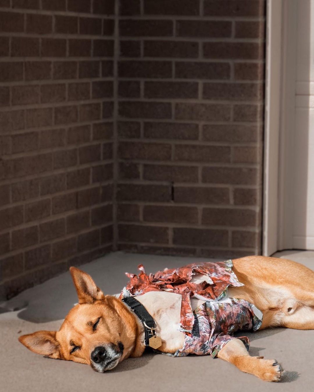 dog wearing a costume lying in sunshine