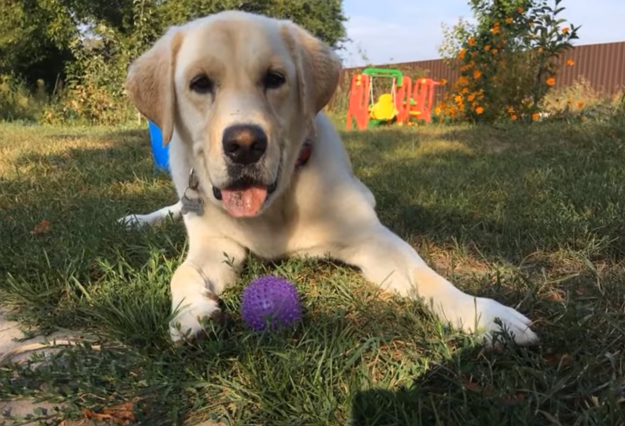 dog with a purple ball lying on grass